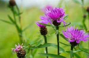 _DSC0791.jpg _DSC0791.jpg