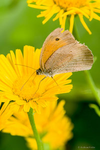 SDIM9835.jpg SDIM9835.jpg