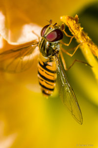 SDIM9849.jpg SDIM9849.jpg