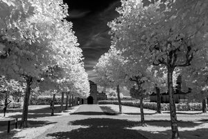 comp_IMG_8524sw.jpg comp_IMG_8524sw.jpg