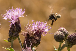 2016 07 12_3042_bearbeitet-2.jpg