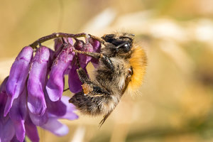 2016 07 12_3036_bearbeitet-2.jpg