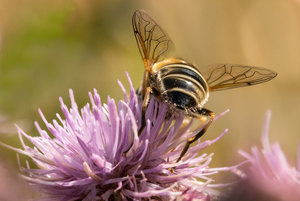 2016 07 12_3050_bearbeitet-2.jpg