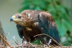 comp_Tierpark 11.07.2016-4035.jpg