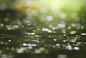 _DSC4551-Bearbeitet-Bearbeitet Kopie.jpg