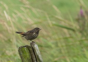 JBlaukehl5.jpg JBlaukehl5.jpg