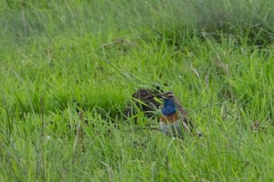 BlkehlMFütt1.jpg BlkehlMFütt1.jpg