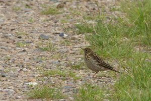 JWiesPiep5.jpg JWiesPiep5.jpg