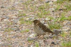 JWiesPiep1.jpg JWiesPiep1.jpg