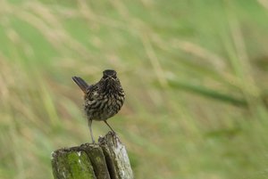 JBlaukehl.jpg JBlaukehl.jpg