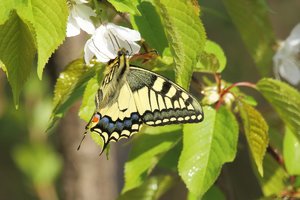 P43A1331cp.jpg P43A1331cp.jpg