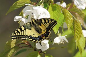 P43A1333cp.jpg P43A1333cp.jpg