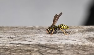 1 IMG07005 (c) PPf.jpg