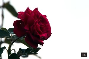 comp_SDIM0096_1-1 Kopie-1.jpg