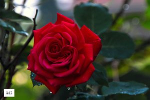 comp_SDIM0093_1-1 Kopie-1.jpg