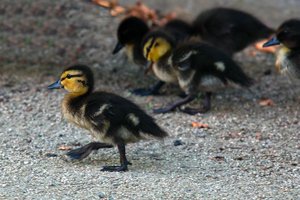 comp_SDIM0443_1-1 Kopie.jpg