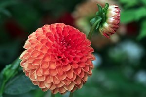 comp_SDIM0402_1-1 Kopie.jpg