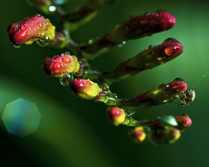 Im Garten 2 (1 von 1).jpg