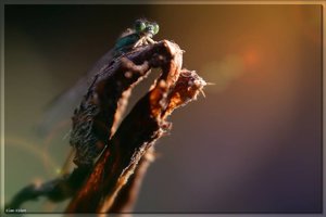 sample 11.jpg sample 11.jpg