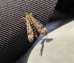 Glück IMG06866 (c) PPf.jpg