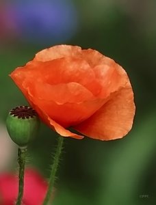 Wildblumen 21 07 2010 IMG07738krm-denoised (c) PPf.jpg