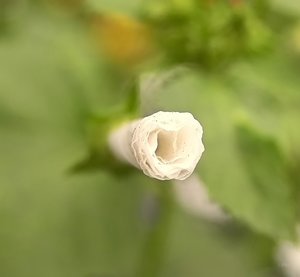 Wildblumen 21 07 2010 IMG07752-denoised (c) PPf.jpg