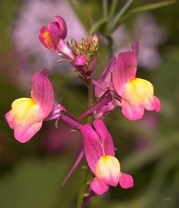 Wildblumen 21 07 2010 SDIM8308m-denoised (c) PPf.jpg
