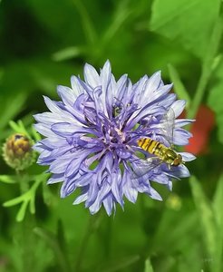 Wildblumen 21 07 2010 SDIM8313-denoised (c) PPf.jpg