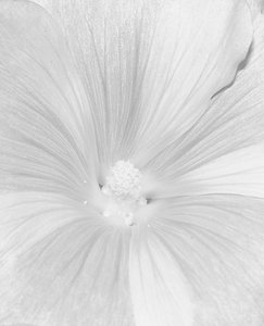 Wildblumen 21 07 2010 SDIM8324 sw (c) PPf.jpg