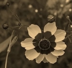 Wildblumen 21 07 2010 SDIM8339-denoised (c) PPf.jpg