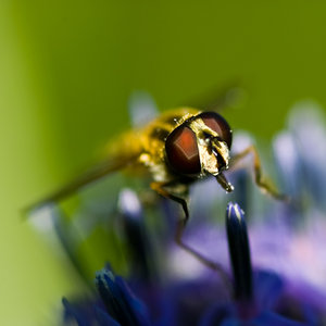 Fliege (2 von 4).jpg