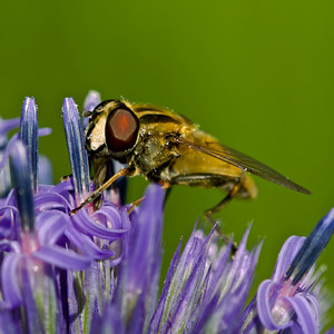 Fliege (3 von 4).jpg