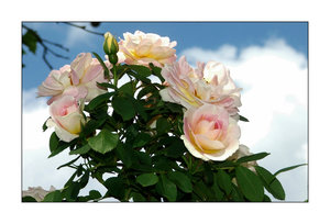 DSCF9931.jpg DSCF9931.jpg