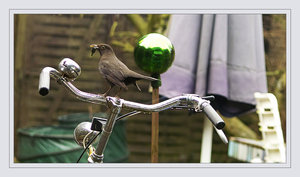 aus dem Märchenwald.jpg