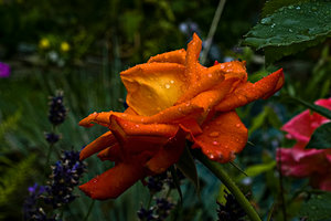 Rose 1 (1 von 1).jpg