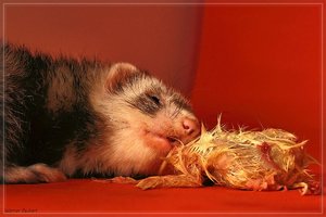 20100728_19176xj.jpg 20100728_19176xj.jpg