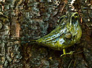 Vogel (1 von 1).jpg Vogel (1 von 1).jpg