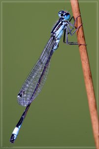 libelle-DSC01666.jpg libelle-DSC01666.jpg