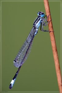 voller-sensor-libelle-DSC01666.jpg voller-sensor-libelle-DSC01666.jpg