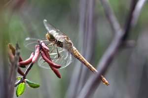 comp_SDIM9339_1-1 Kopie.jpg comp_SDIM9339_1-1 Kopie.jpg