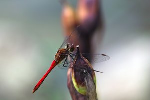 comp_SDIM9415_1-1 Kopie.jpg