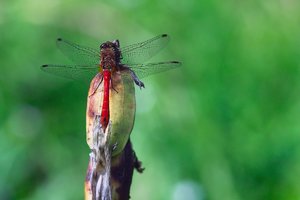 comp_SDIM9416_1-1 Kopie.jpg