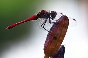 comp_SDIM9433_1-1 Kopie.jpg