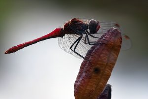 comp_SDIM9435_1-1 Kopie.jpg