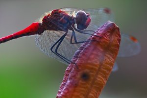 comp_SDIM9443_1-1 Kopie.jpg