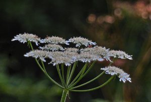 SDIM0018_1.jpg SDIM0018_1.jpg