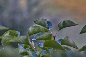 SDIM9971_1.jpg SDIM9971_1.jpg