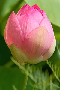 SDIM0891.jpg SDIM0891.jpg