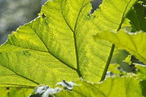 SDIM1053.jpg SDIM1053.jpg