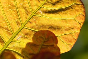 SDIM2836.jpg SDIM2836.jpg